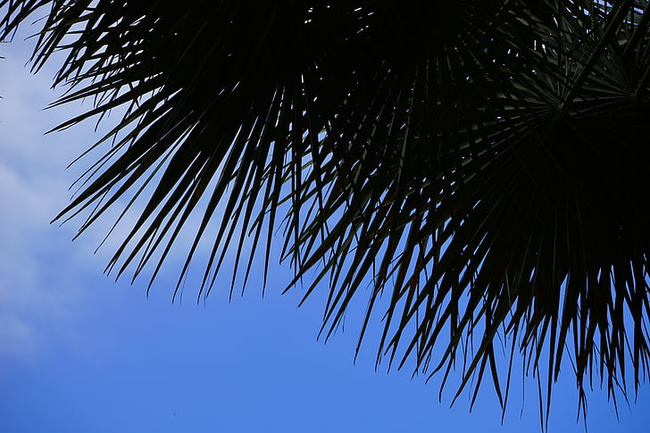 Palma, Palma da datteri, albero, albero di Palma, Phoenix, Phoenix dactylifera, albero da ombra