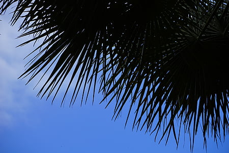 Palma, palmera datilera, árbol, árbol de Palma, Phoenix, Phoenix dactylifera, árbol de sombra