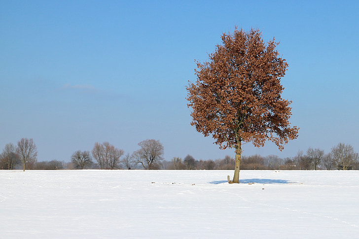 zimné, sneh, strom, jednotlivo, mrazivé, biela, za studena