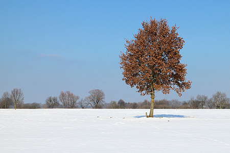 iarna, zăpadă, copac, individual, iarnă, alb, rece