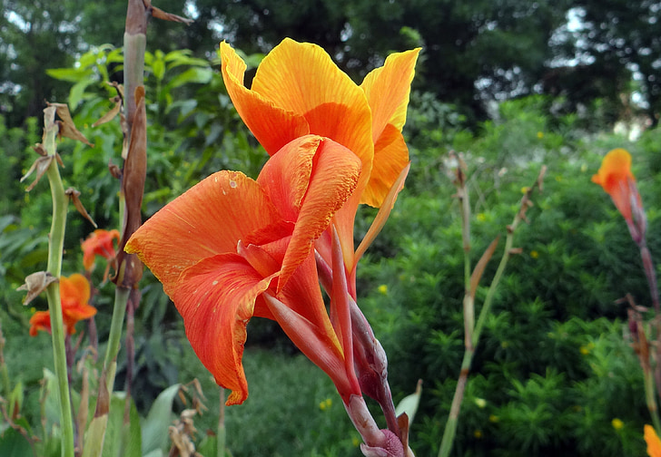 CANNA, CANNA lily, cannaceae, Blume, Anlage, Indien
