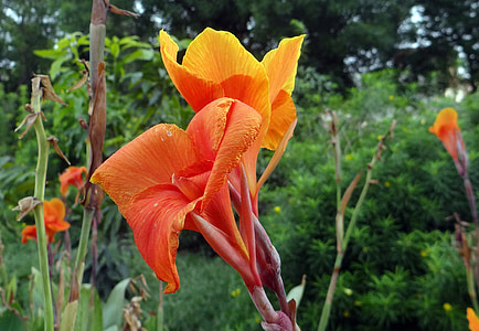 CANNA, CANNA lily, cannaceae, kwiat, roślina, Indie