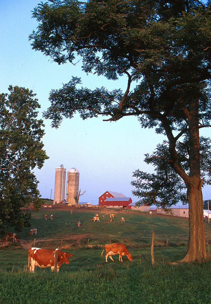 Wisconsin, paisagem, fazenda, rural, rústico, gado, céu