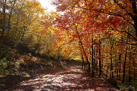 rudens, kritums, sezonas, daba, koks, sarkana, krāsainiem