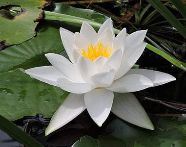 водна лилия, бяло, водни растения, бели цветя, езерото, природата, цвете