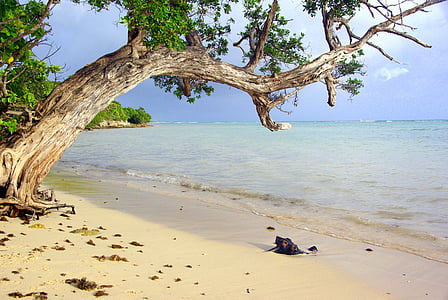 písek, pláž, Guadeloupe, strom, oceán
