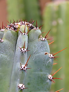 cereus de Hildmann, Cactus, plante, désert, nature, Thorn, gros plan