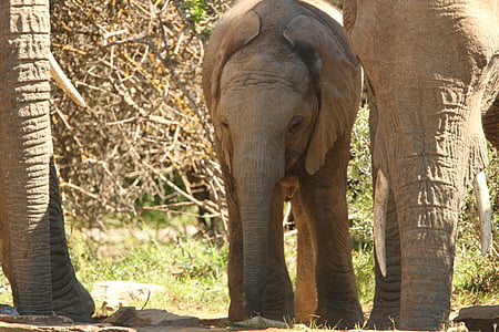 elephant, calf, africa, baby, fauna, savannah, wildlife