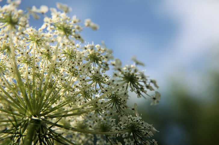 Blume, weiß, Wildblumen, Wilde Möhre, Makro, Closeup, Queen Anne es lace