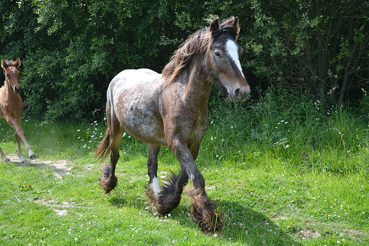 mare, broodmare horse, horse, pre, filly, breeding, animal