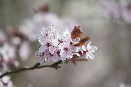 春天, 开花, 粉色, 绽放, 自然, 树, 分公司