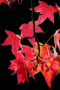 høst, blader, blader om høsten, skog, fall farge, fargerike, fallet løvverk