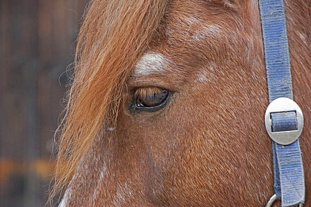 caballo, cabeza de caballo, ojo, pferdeportrait, naturaleza, animal