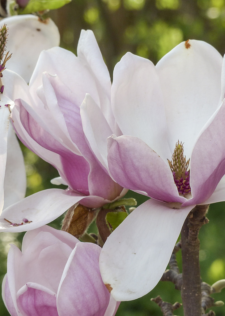 Magnolia, rosa, våren, Blossom, natur, blomst, magnoliatre