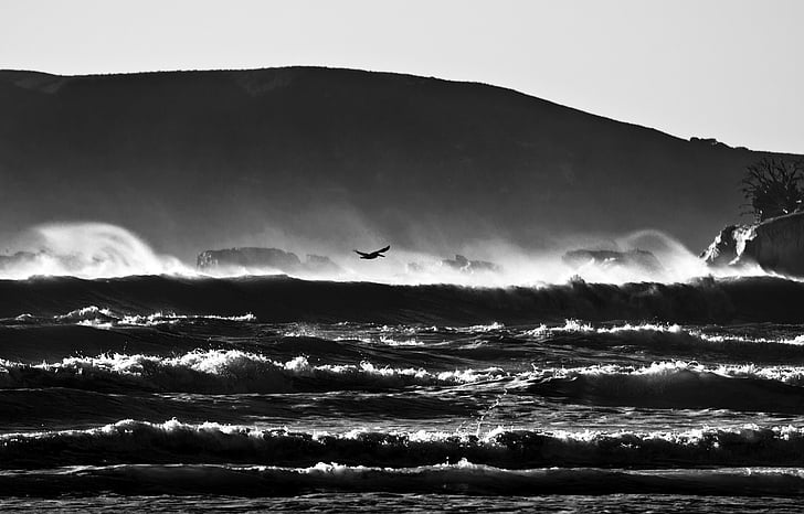 beach, bird, black and white, clouds, dawn, evening, landscape