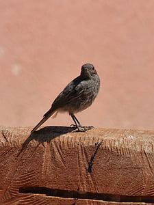 phoenicurus ochruros, черен redstart, пушен, птица
