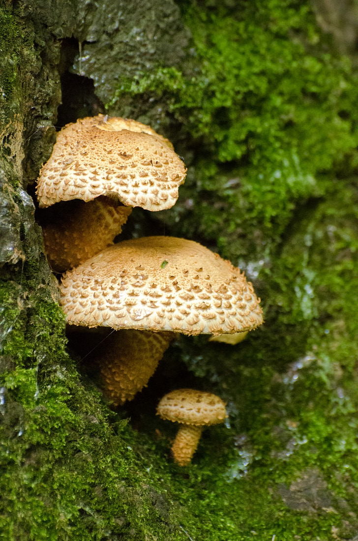 gljive, godišnja doba, jesen, gljiva, ergota, gljiva, lišće
