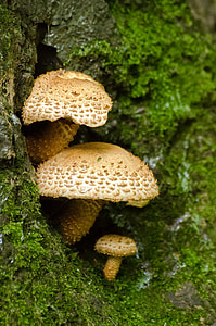mushrooms, seasons, autumn, fungus, ergot, mushroom, leaves
