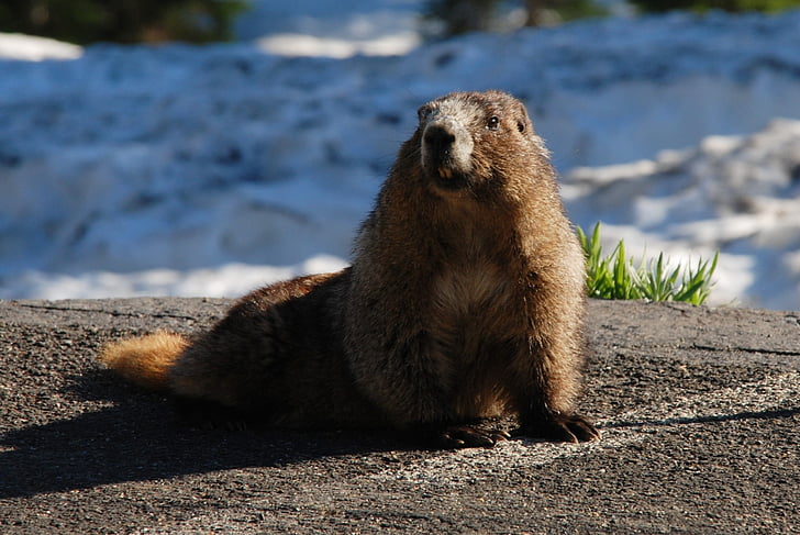 murmeldjur, Hoary marmot, gnagare, däggdjur, delstaten Washington, Nordamerika