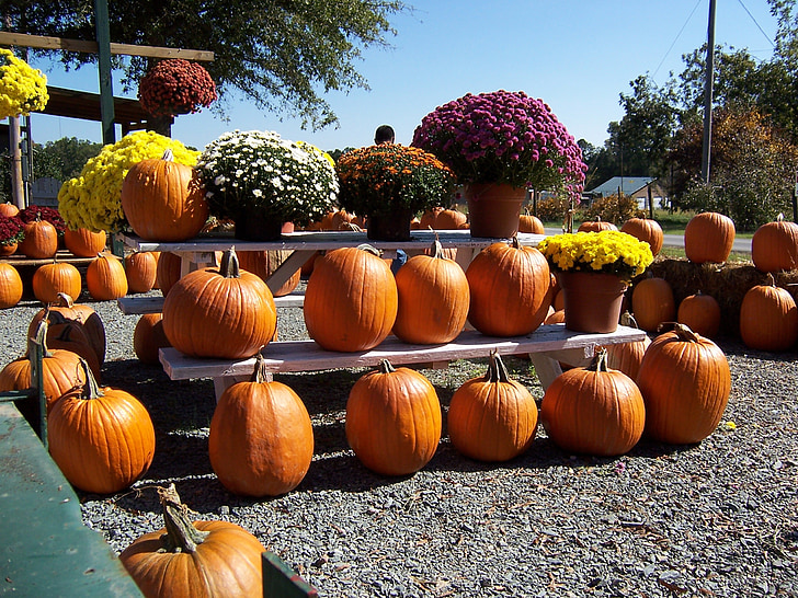 fall, pumpkins, autumn, halloween, harvest, fall backgrounds, fall season