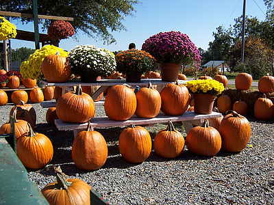 őszi, sütőtök, ősz, Halloween, betakarítás, ősz háttérképek, őszi szezon