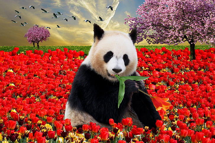 συγκίνηση, φύση, ζώο, άνοιξη, Ανοιξιάτικο ξύπνημα, Panda, panda bear