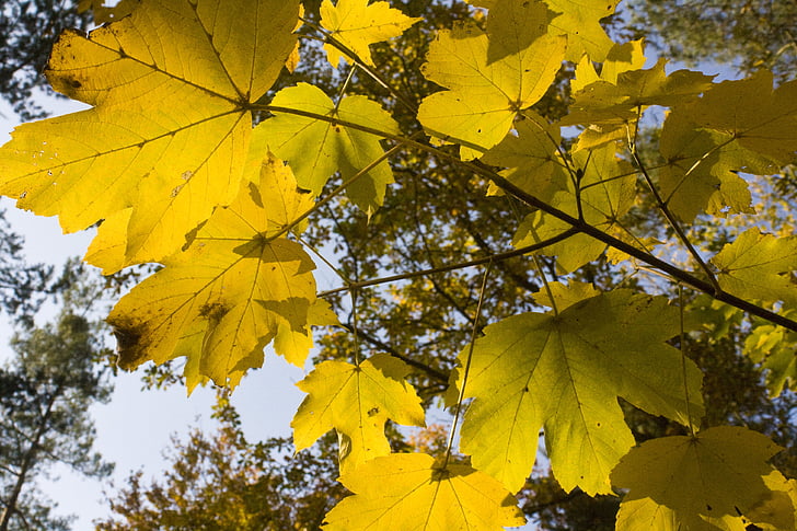 kļavas, zelta, oktobris, rudens, gaiša, dzeltena, lapu koku mežs
