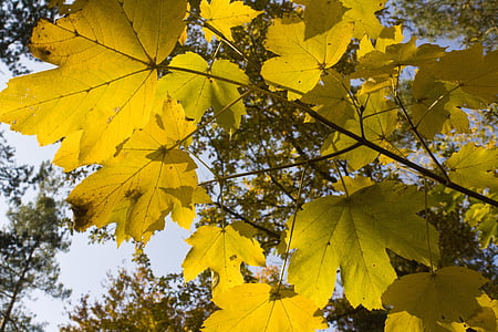 klon, Złoty, Październik, jesień, jasne, żółty, Las liściasty