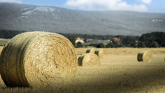 bale, straw, agriculture, harvest, rural landscape, cereals, field