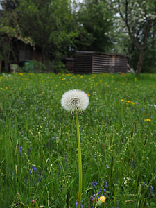 Dandelion, musim semi, padang rumput, menunjuk bunga