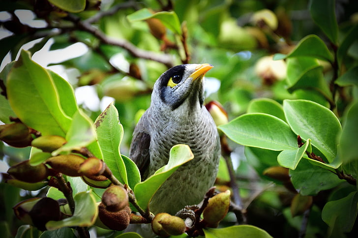 pták, Toowoomba, Queensland, Austrálie, zelená, stromy, milovník ptactva
