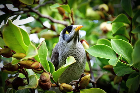 oiseau, Toowoomba, Queensland, Australie, vert, arbres, ornithologue amateur