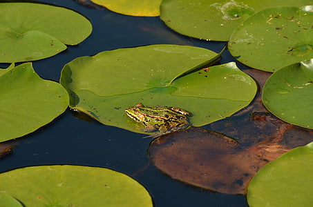 nature, water, plant, sheet, lily, frog, amphibian