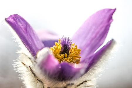 pulsatilla grandis, anemone, flower, nature, macro, plant, bloom