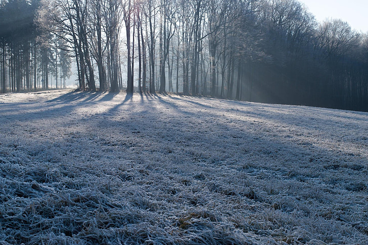 Zima, priroda, Mraz, šuma, zamrznuta, travnjak, stabla
