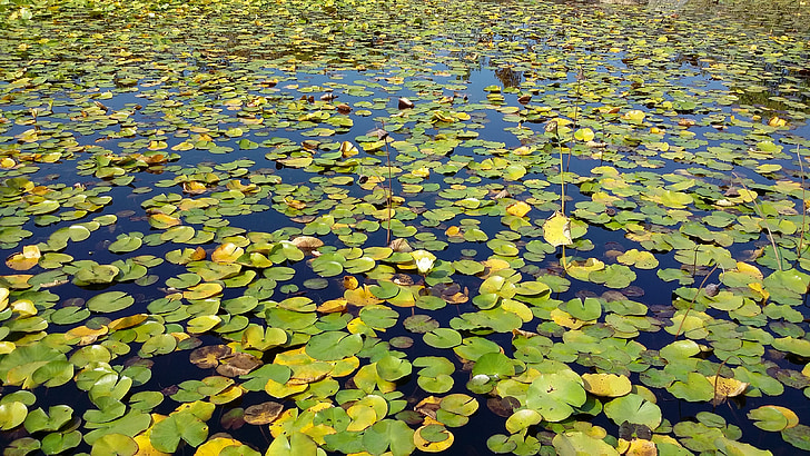 езерото, Lotus листа, водни лилии, Lotus