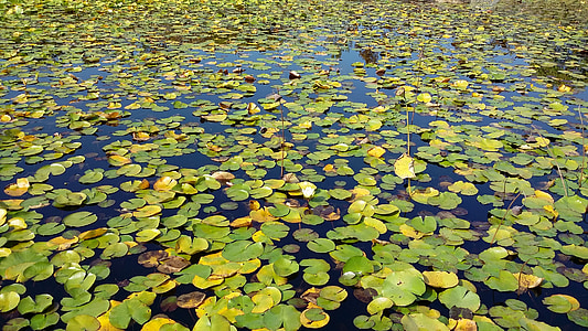pond, lotus leaf, water lilies, lotus
