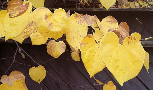 jesienią liście, żółty, drewno, płot, drzewo, jesień, liść