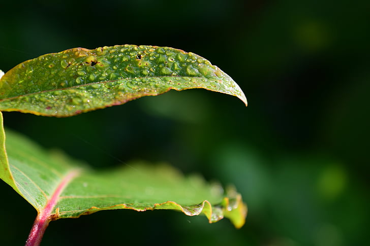 dew, morgentau, leaf, green, close, summer, strong