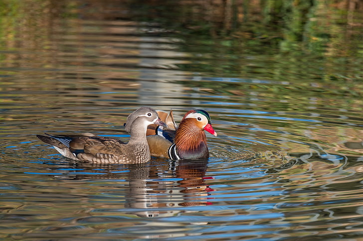 mandarin ducks, aix galericulata, pair, couple, drake, duck, water