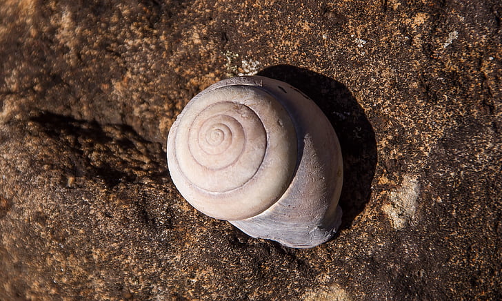 caracol, cáscara, grandes, espiral, patrón de, Queensland, Australia