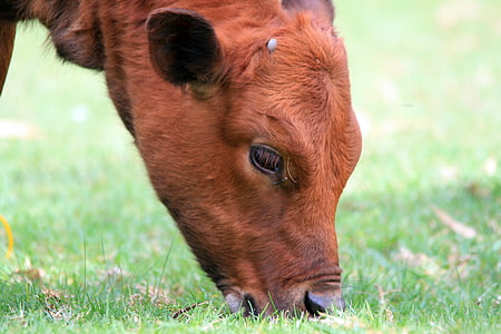 calf, grazing, bovine, red, grass, meadow, eating