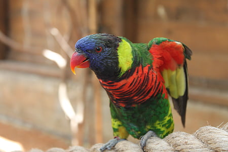 papegoja, djur, röd, fågel, fåglar, fjäder, blå