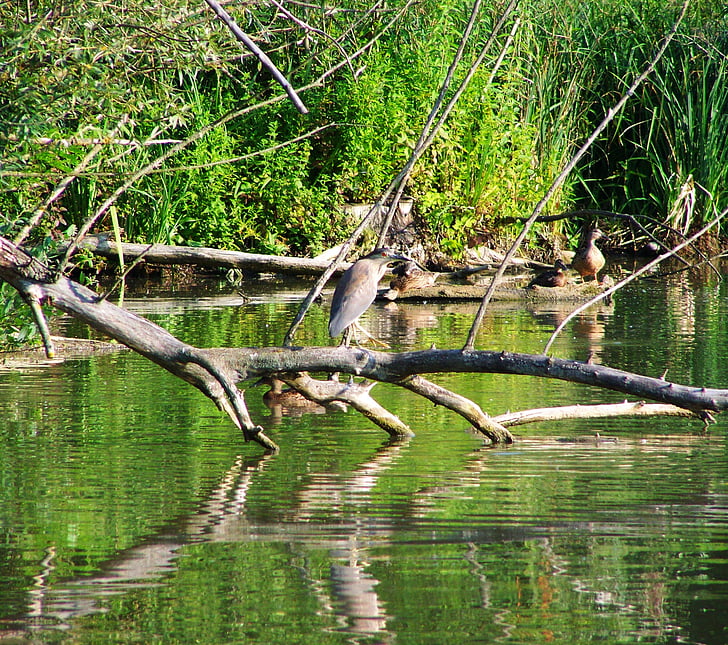 Night heron, water vogels, visserij vogel