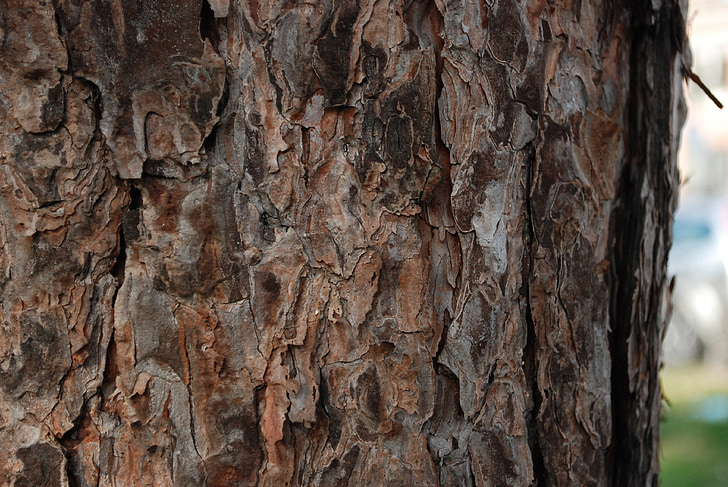 tree, bark, brown, nature, wood