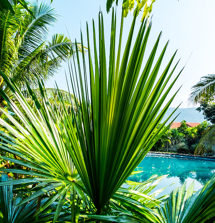 palmtak, nieuw blad, palmbladeren, natuur, palmboom, boom, tropisch klimaat