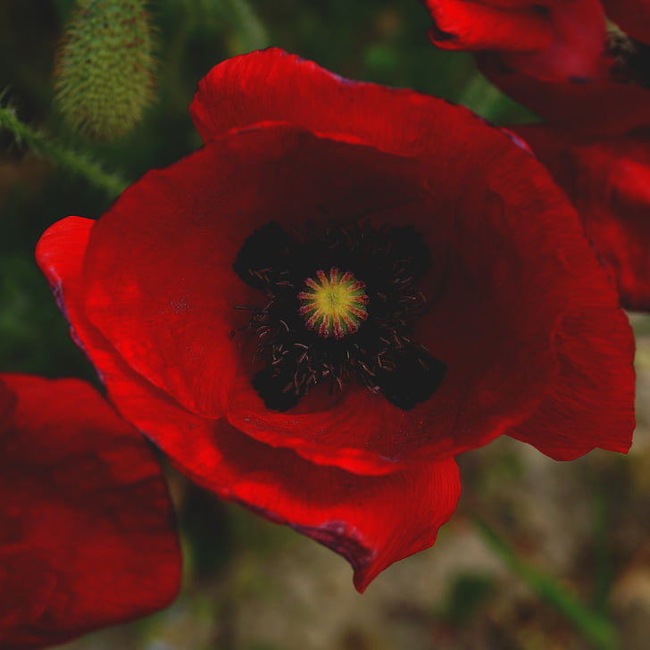 rouge, coquelicot, Bloom, fermer, photo, Redding, fleur