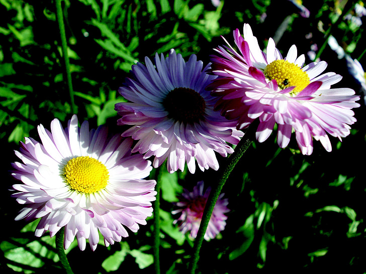 flowers, nature, garden, plants, summer