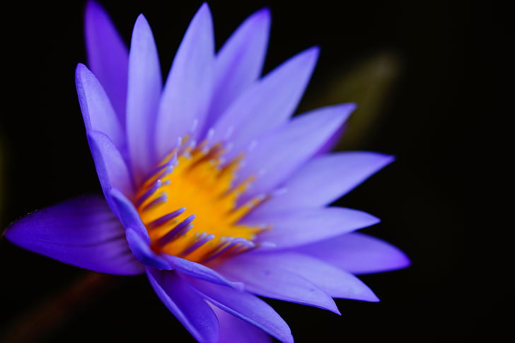 fokus, fotografi, ungu, Lotus, bunga, alam, kelopak