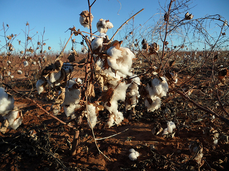 cotton, pods, nature, soft, textile, fiber, branch